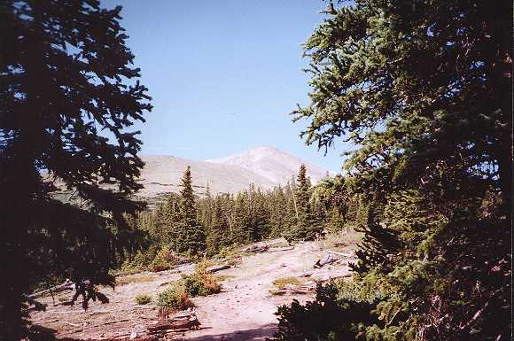 Treeline