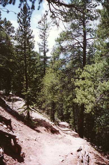 Forest Trail