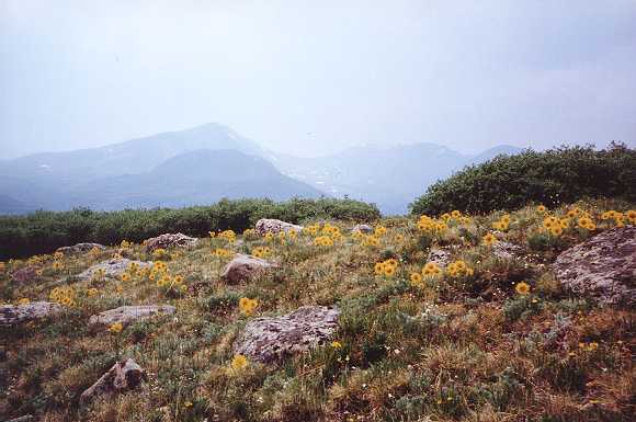 Wildflowers