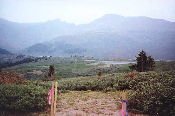 Edge of the Infamous Willows
