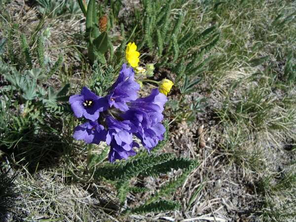Massive Wildflower