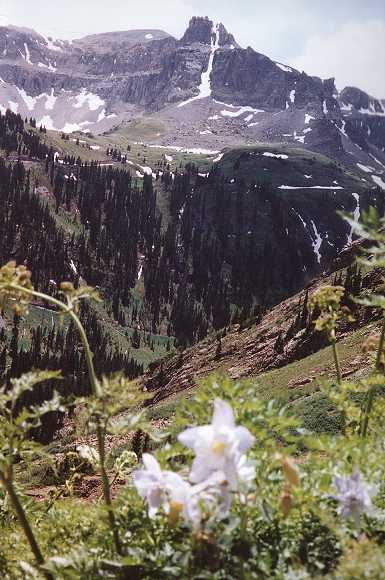 Columbine Blooms