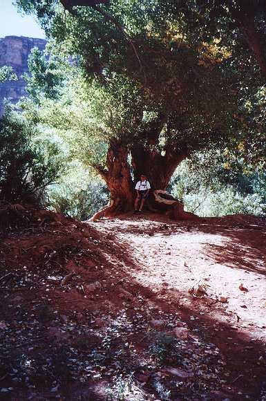 Nice tree
