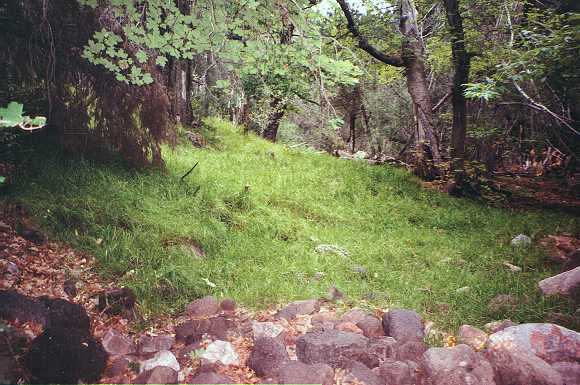 Oak Springs