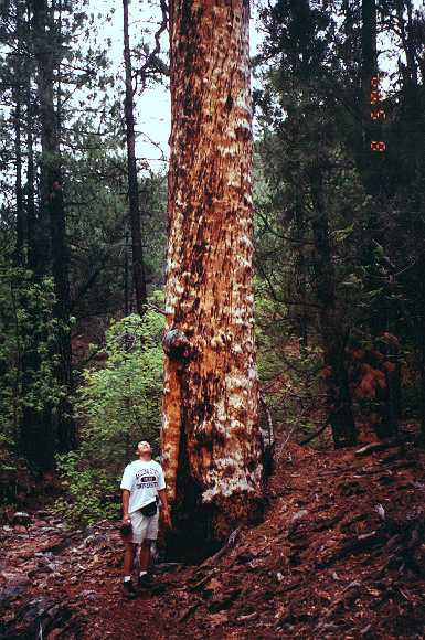 Lightning damage