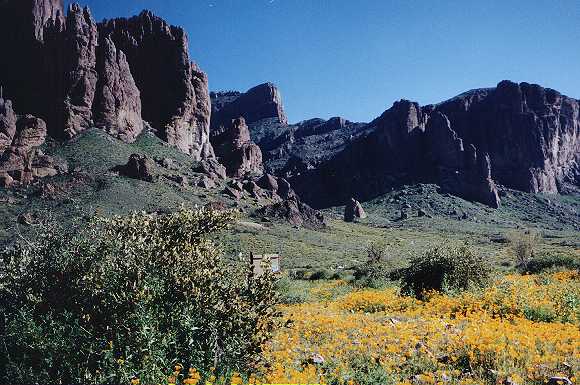 Desert poppies