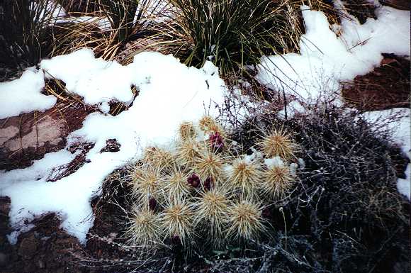 Snowy Cactus