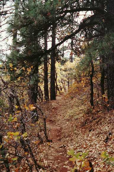 Autumn leaves